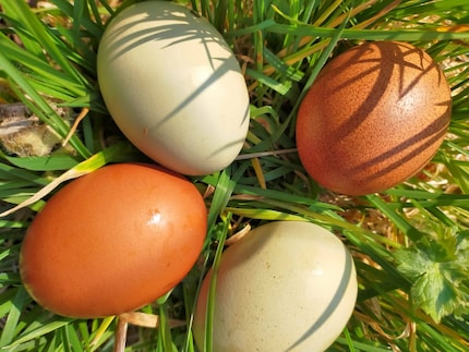 Behold: our eggs!
