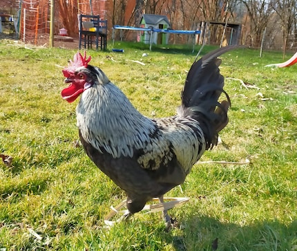 Travis, our rooster.