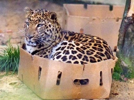 Even big kitties are crazy about cardboard boxes.