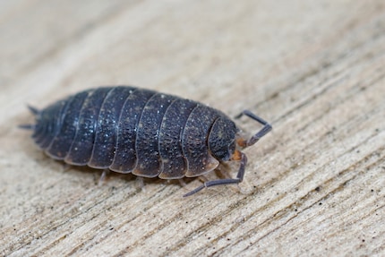Isopoden zijn geen insecten, maar schaaldieren.